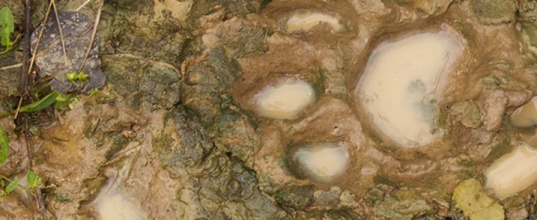 San Miguelito Jaguar Conservation Tour