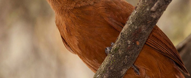 Santa Cruz Full Day Birding Tour