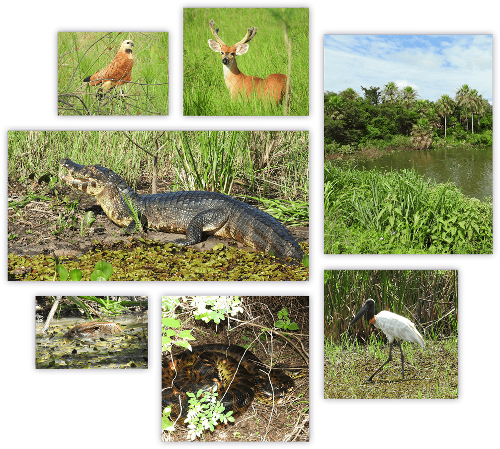 pantanal-summary