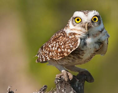 Eastern Bolivia Birding Tour