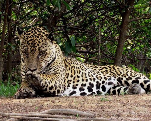 Nicks-pantanal-jaguar-021 Nicks-pantanal-jaguar-021