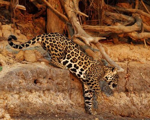 Nicks-pantanal-jaguar-025 Nicks-pantanal-jaguar-025