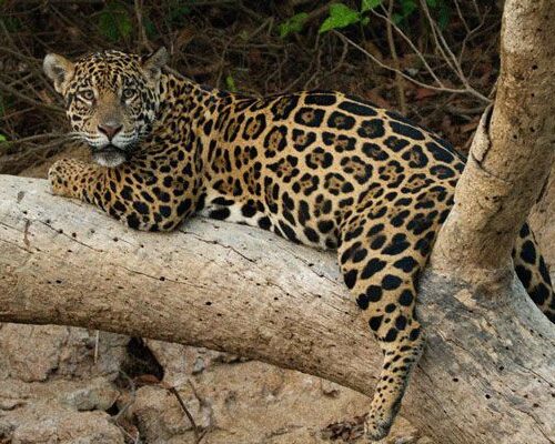 Nicks-pantanal-jaguar-026 Nicks-pantanal-jaguar-026