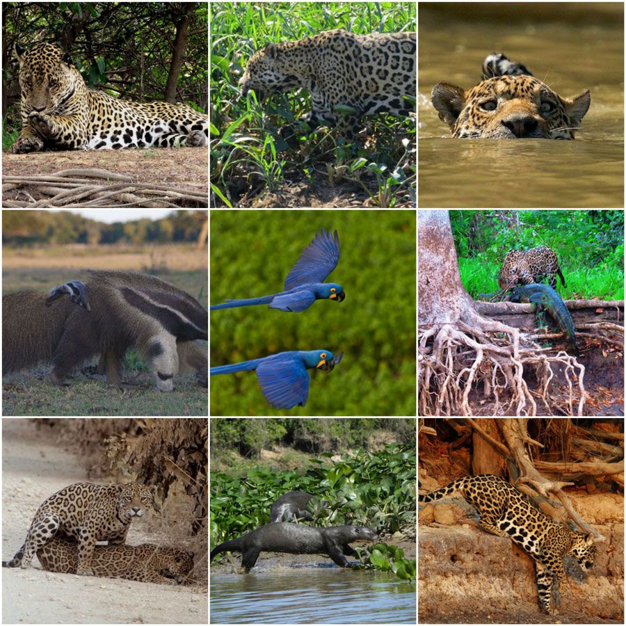 collage-nicks-brasil-jaguar-pantanal-2222