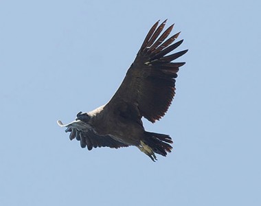 Andean Condor Tour