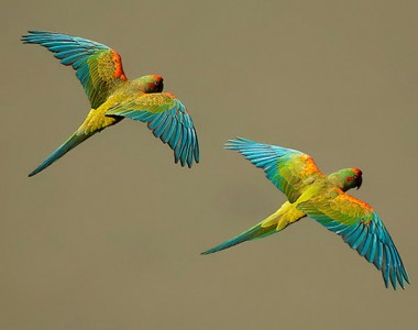 Red Fronted Macaw Lodge Tour