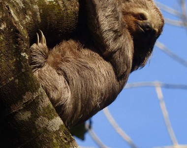 Sloth / Wildlife Tour