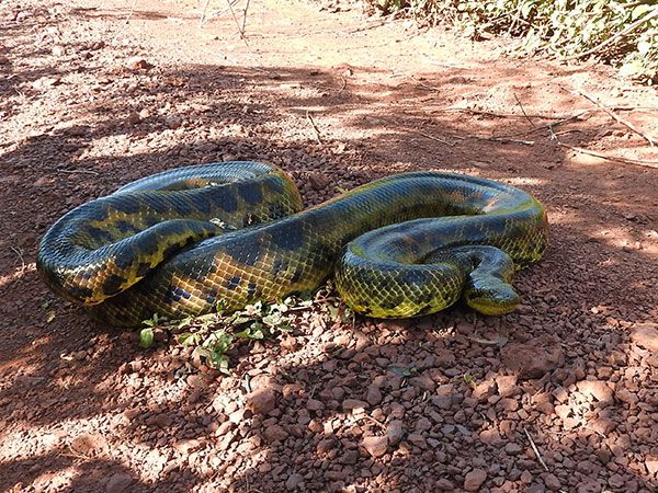 about-sc-pantanal