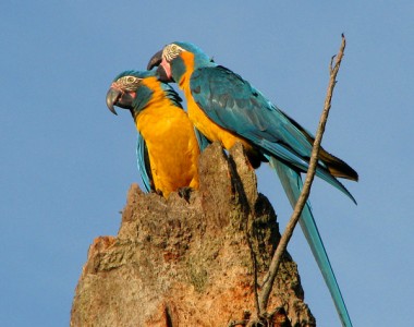 THE BLUE THROATED MACAW BIRD WATCHING DAY TOUR