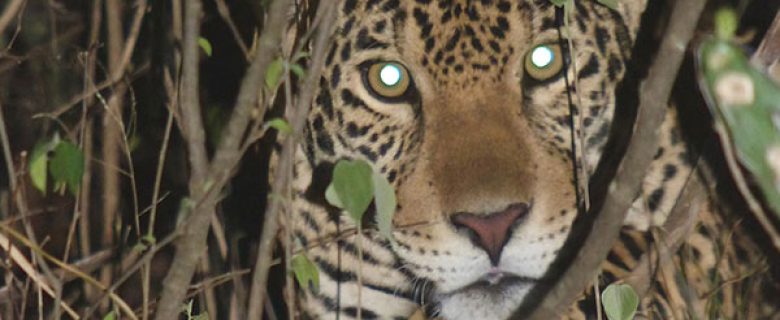 San Miguelito Jaguar Reserve and Pantanal Package