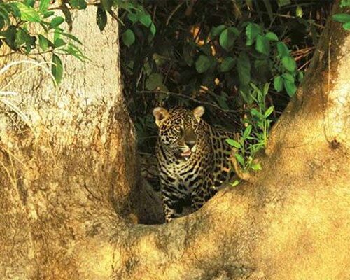 Nicks-pantanal-jaguar-014