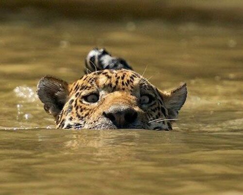 Nicks-pantanal-jaguar-018
