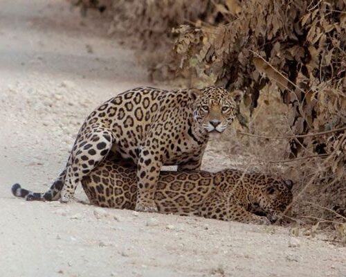 Nicks-pantanal-jaguar-020