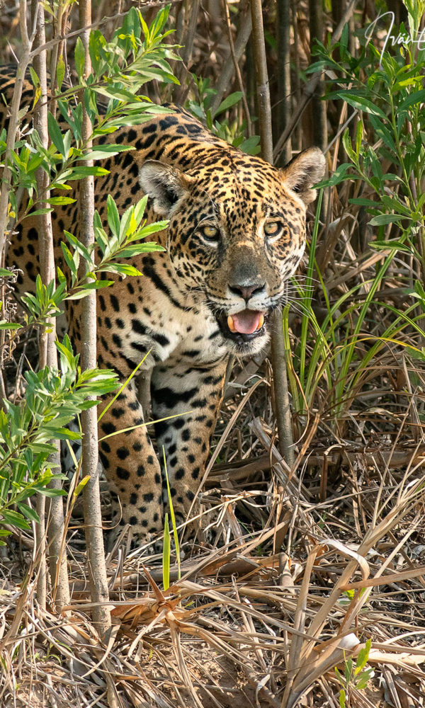 JAGUAR CONSERVATION SPONSORSHIP